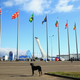 Illustration for article titled The Dogs Of Sochi